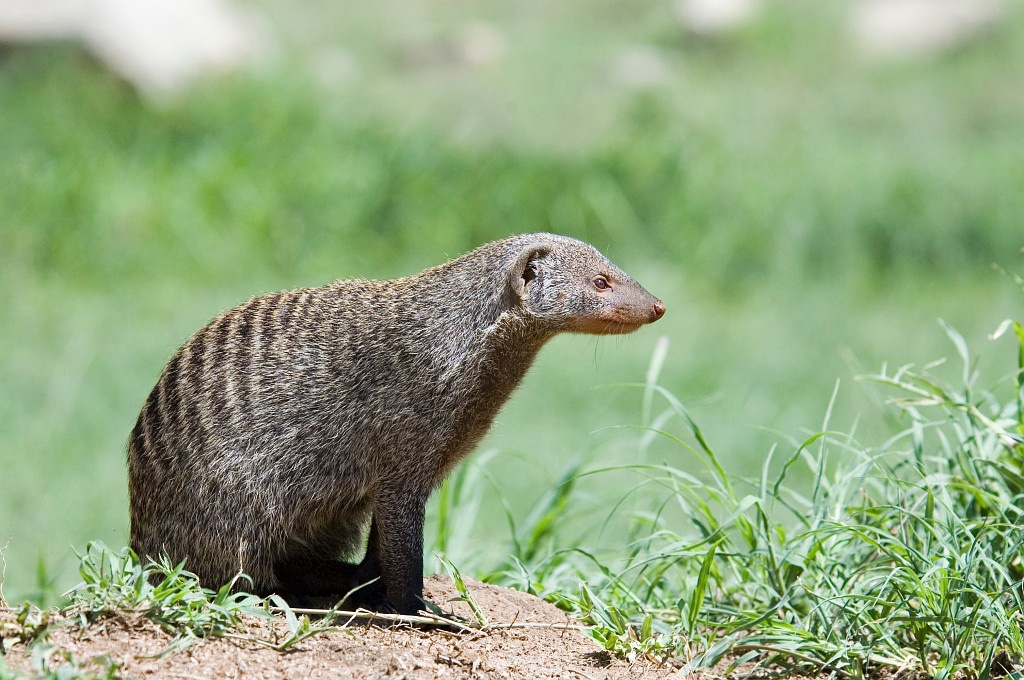 Serengeti banded mongoose10.jpg - Banded Mongoose (Mungus mongo), Serengeti N.P. Tanzania March 2006